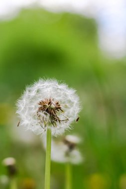 (Karahindiba tohumu)