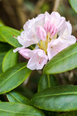 Mont de Cerisy-Belle-Etoile 'de Rhododendron çiçekleri (Normandiya)