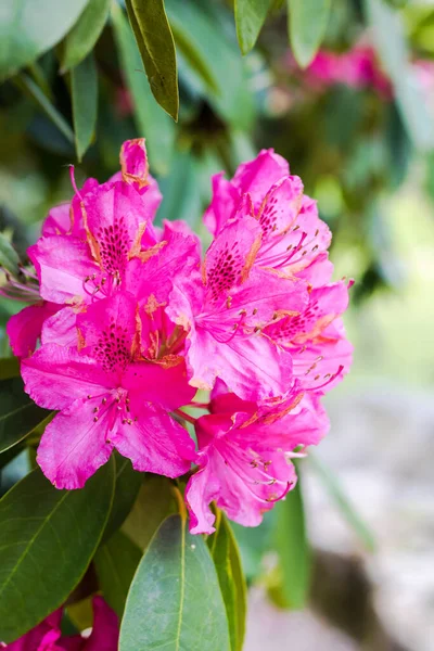 Rhododendronblüten Auf Dem Mont Cerisy Belle Etoile Normandie — Stockfoto