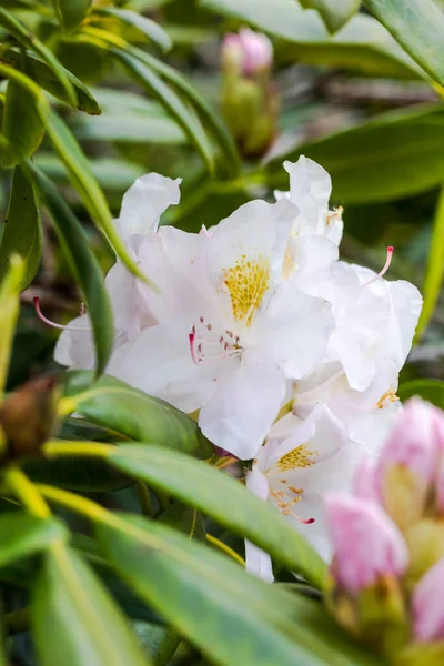 Rododendron Kwiaty Mont Cerisy Belle Etoile Normandia — Zdjęcie stockowe