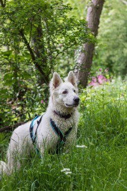 Islak İsviçreli çoban köpeği Normandiya 'da nehirden çıkıyor.