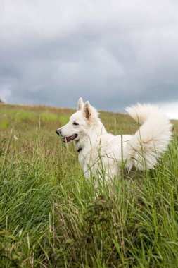 İsviçreli çoban köpeği Normandiya 'da eğleniyor.