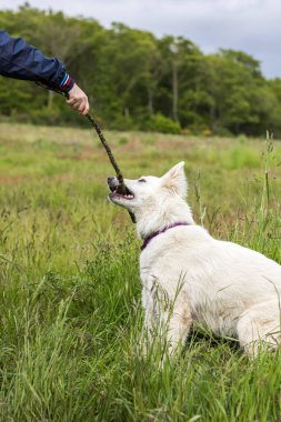 İsviçreli çoban köpeği Normandiya 'da eğleniyor.