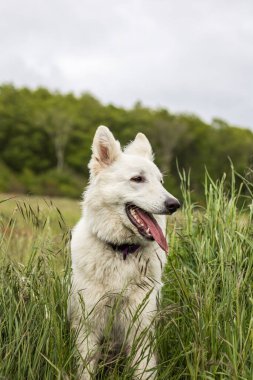 İsviçreli çoban köpeği Normandiya 'da eğleniyor.