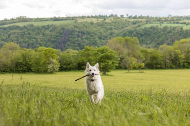 İsviçreli çoban köpeği Normandiya 'da eğleniyor.