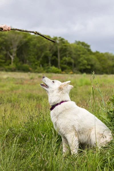 Swiss Shepherd Dog Having Fun Field Normandy — Stock Photo, Image