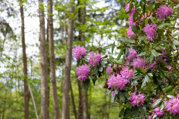 Rhododendron Blom Mont Cerisy Belle Etoile Orne Normandie — Stockfoto