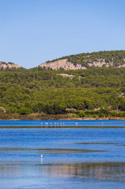 Gruissan gölünde pembe flamingolar