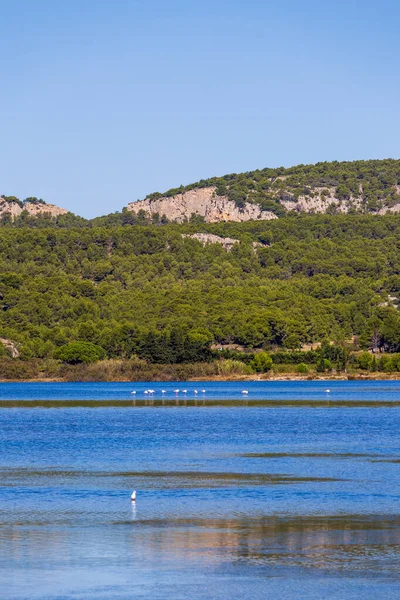 Gruissan gölünde pembe flamingolar