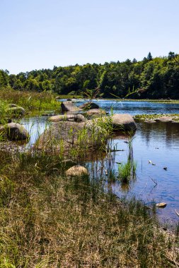 Sidobre 'deki Merle Gölü' nün sularından çıkan granit kayalar kısmen nilüferlerle kaplı.