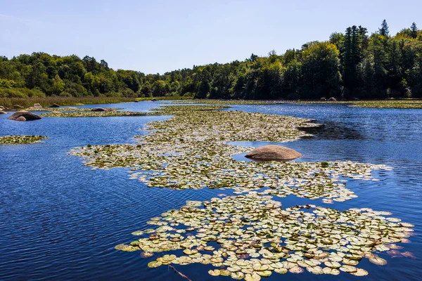 Sidobre 'deki Merle Gölü' nün sularında Nilüferler