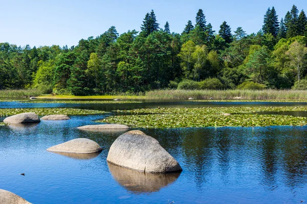 Sidobre 'deki Merle Gölü' nün sularından çıkan granit kayalar kısmen nilüferlerle kaplı.