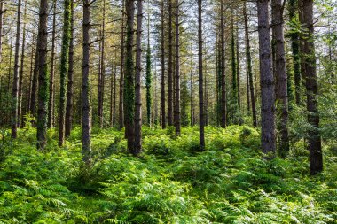 Saldropo Bataklık Ormanı, Gorbeia Doğal Parkı 'ndaki Çam Ağaçları ve Eğreltiotlarının manzarası