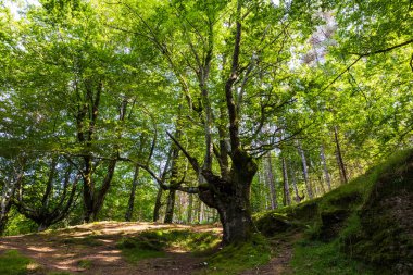 Saldropo Bataklık Ormanı 'ndaki Antik Kayın Ağacı, Gorbeya Doğal Parkı