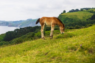 Deba ve Zumaia arasındaki Sakoneta Kayalıklarında genç taylar otluyor.