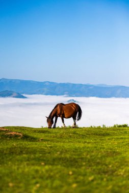 Geleneksel Bask Pottok Atı La Rhune Manzarasında Bulutlar Denizi 'ne Karşı