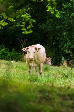 Sarışın d Aquitaine İneği La Bastide-Clairence yakınlarında bir tarlada otluyor.