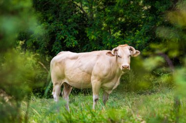 Sarışın d Aquitaine İneği La Bastide-Clairence yakınlarında bir tarlada otluyor.