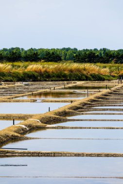 Vendee 'de L-d Olonne' un tuzlu bataklıkları