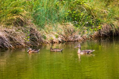 Olonne bataklıklarında ördek yavrusuyla ördek ailesi.