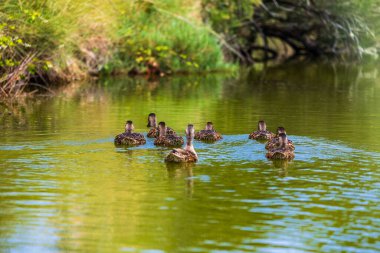 Olonne bataklıklarında ördek yavrusuyla ördek ailesi.