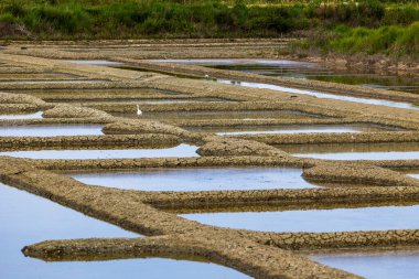 Küçük balıkçıl (Egretta garzetta) L-d Olonne 'un tuzlu bataklıklarında