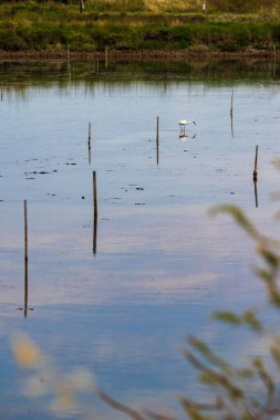 Küçük balıkçıl (Egretta garzetta) L-d Olonne 'un tuzlu bataklıklarında