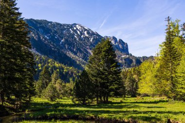 Aude Nehri 'nin akarsu olan Bruyante Nehri' nin yanındaki Restanque ormanındaki bir düzlükten manzara.