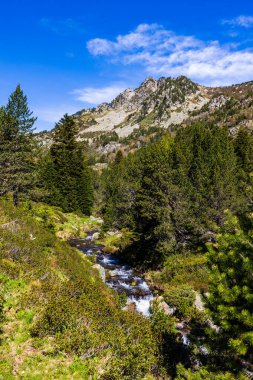 Restanque ormanındaki köknar ağaçları arasında akan sanatsal akarsu.