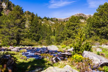 Restanque ormanındaki köknar ağaçları arasında akan sanatsal akarsu.