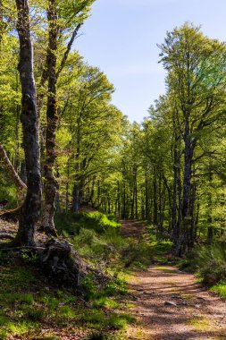 Kantal dağlarındaki Mandailles-Saint-Julien ormanında yürüyüş yolu.