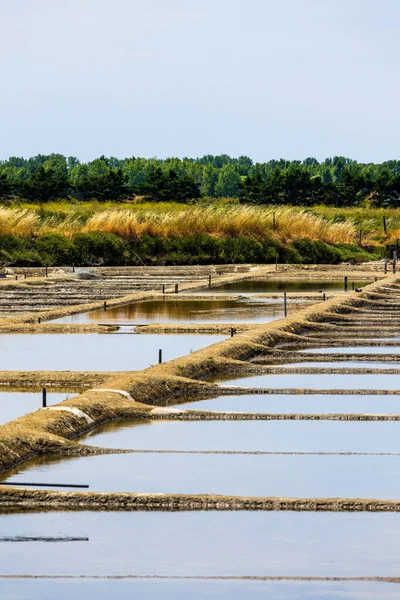 Vendee 'de L-d Olonne' un tuzlu bataklıkları