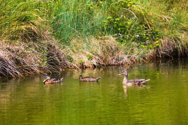 Olonne bataklıklarında ördek yavrusuyla ördek ailesi.