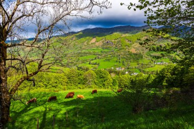 Satıcılar Mandailles-Saint-Julien 'de yeşil bir tarlada inek yetiştiriyor.