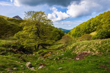 Rombieres Ormanı 'ndan Jordanne Vadisi, nehrin kaynağına yakın.