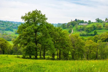 İlkbaharda Cantal 'daki Salins köyünün çevresinde yemyeşil otlaklar