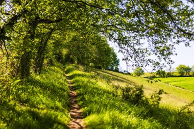 Hollow path between a hedge and a field on the heights around the village of Ambialet