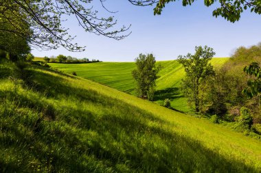 Field of wheat still green in spring on the heights around the village of Ambialet in the Tarn valley