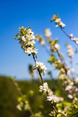 İlkbaharda, Tarn Vadisi 'ndeki Ambialet' te çiçeklerle kaplı elma ağacı dalı.