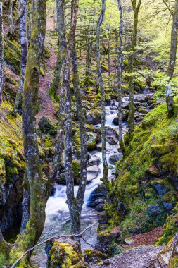 Haut-Couserans, Ariege 'de ilkbaharda kayaların arasından geçen Ars Nehri.