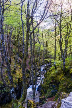 Haut-Couserans, Ariege 'de ilkbaharda kayaların arasından geçen Ars Nehri.
