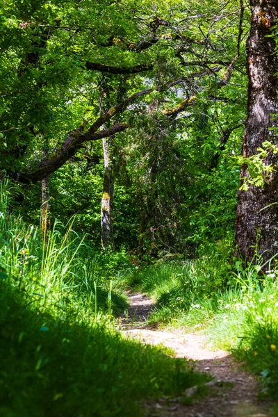 Hollow path between a hedge and a field on the heights around the village of Ambialet