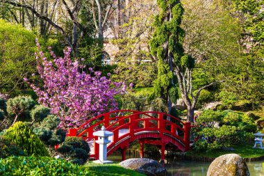 Baharda Toulouse 'daki Compans-Caffarelli bahçesindeki Japon bahçesinde küçük kırmızı bir köprü.