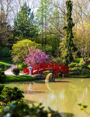 Baharda Toulouse 'daki Compans-Caffarelli bahçesindeki Japon bahçesinde küçük kırmızı bir köprü.