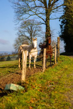 Le Beny-Bocage 'deki Normandiya Bocage yolunda bir tarlada bir çift at.