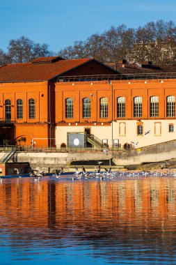 Kışın Toulouse 'daki Bazacle Weir yakınlarında Garonne Nehri' nde bir grup kuş.