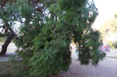  Beldibi 'de Çam dalı Türkiye