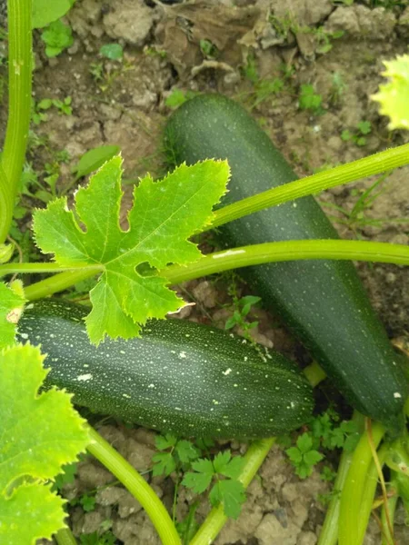    Kabak kırsalda yetişir.