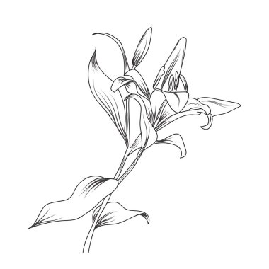Line art of sketch flower. Abstract hand drawn vector illustration. Abstract Plant Art design for print, home decor, cover, wallpaper, Minimal and natural wall art posters