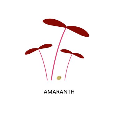 Amaranth mikroyeşillikleri ve tohum vektör çizimi. Süper yiyecekler, bahçe işleri, yeşillikler. Sağlıklı beslenme, tohum filizlenmesi, diyet gibi konularda kullanılabilir.